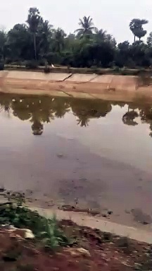 தஞ்சையில் நீர்நிலை அருகே இறை தேடிய அரியவகை வெள்ளை மயில்