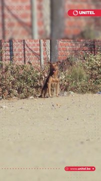 No fue mordida por animales ni presentó síntomas típicos de la enfermedad: la extraña muerte de una adolescente a causa de la rabia preocupa a las autoridades de salud en Bolivia. ¿Qué es lo que se sabe sobre este caso?