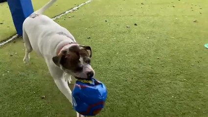 Meet ‘Britain’s loneliest dog’ looking for his forever home