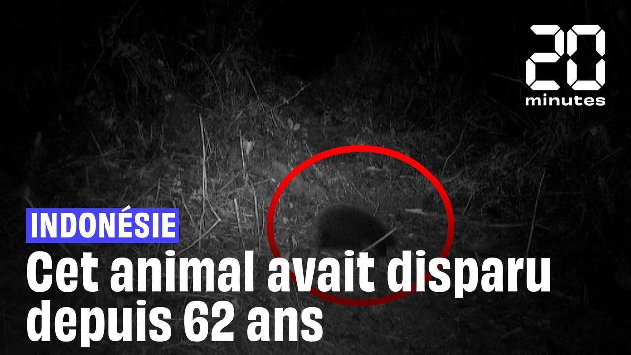 Indonésie : Des scientifiques ont retrouvé l'échidné à long bec porté disparu depuis 62 ans