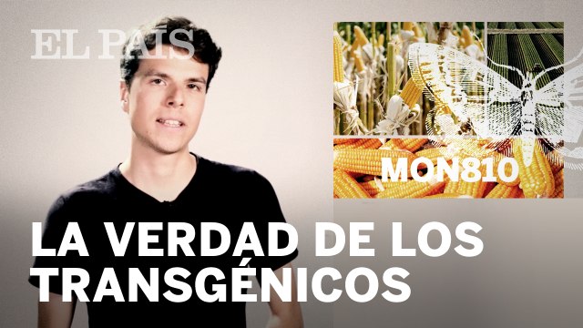 ¿Son MALOS los alimentos GENÉTICAMENTE MODIFICADOS?
