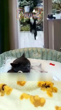 شويه مواقف لحيوانات تتحدي الملل ج9