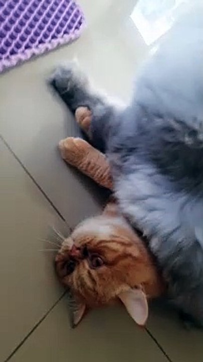 Fluffy Cat Sits On Sibling