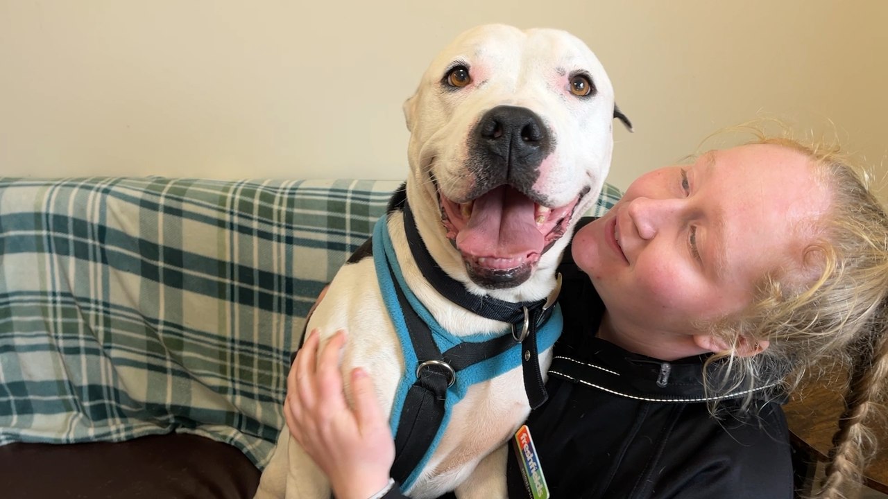 'Last hope' - Merseyside animal rescue issues urgent XL Bully adoption appeal