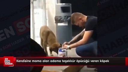 Kendisine mama alan adama teşekkür öpücüğü veren köpek