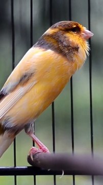 Canary Singing birds sounds at its best - Melodies Canary Bird song #bird #canary #shorts