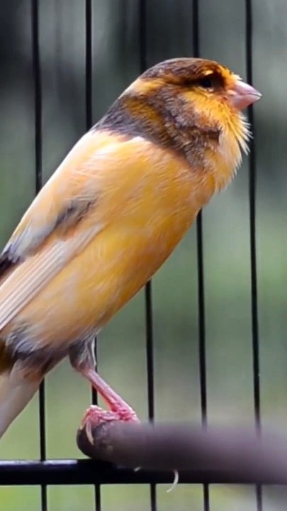 Canary Singing birds sounds at its best - Melodies Canary Bird song #bird #canary #shorts