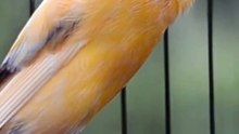 Canary Singing birds sounds at its best - Melodies Canary Bird song #bird #canary #shorts
