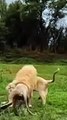White Lion Fight And Roar