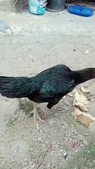 chicks and their parents