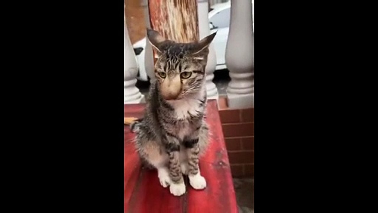 Ce chat a perdu contre les abeilles