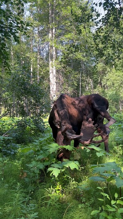 Moose Yoga In The Woods