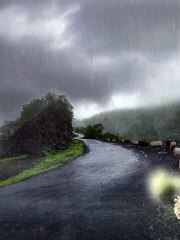 Rain sounds for sleeping - Rain sound in a forest - Thunderstorm sounds -  ytshorts