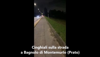 Cinghiali invadono la strada a Bagnolo di Montemurlo / Video