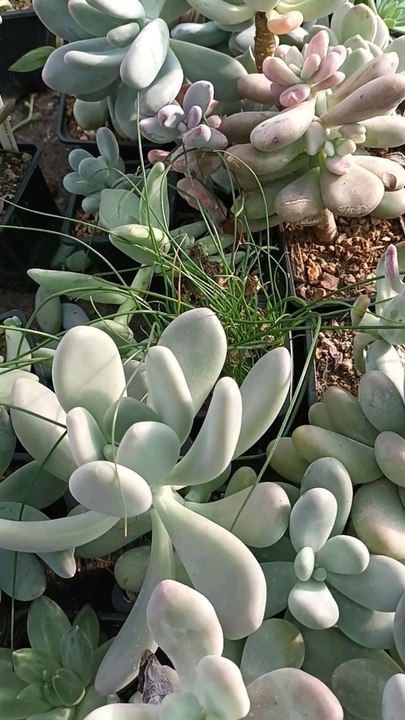 Succuland.fr Producteur de cactus et succulentes en Bretagne.