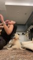 Chihuahua Eskimo Puppy Playfully Grabs Woman's Hair During Training