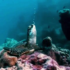 Elle rencontre une tortue de mer endormie !