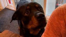Rottweiler vuole fare una passeggiata: ha un modo tutto suo per convincere la sua padrona (Video)