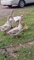 Noisy Cobra Chickens Adopt Goslings