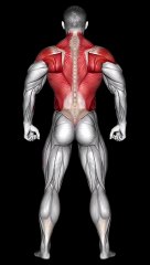 Split Day Biceps and Back Workout Shorts #bicepsworkout  #backexercise   #fitnessshorts #shorts