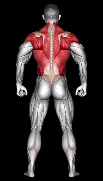 Split Day Biceps and Back Workout Shorts #bicepsworkout  #backexercise   #fitnessshorts #shorts