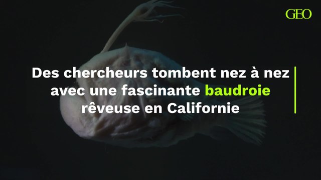 Californie : des chercheurs tombent nez à nez avec une fascinante baudroie rêveuse rarement observée