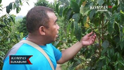 Sensasi Kedai Kopi Di Kawasan Perkebunan Dan Alam Pegunungan