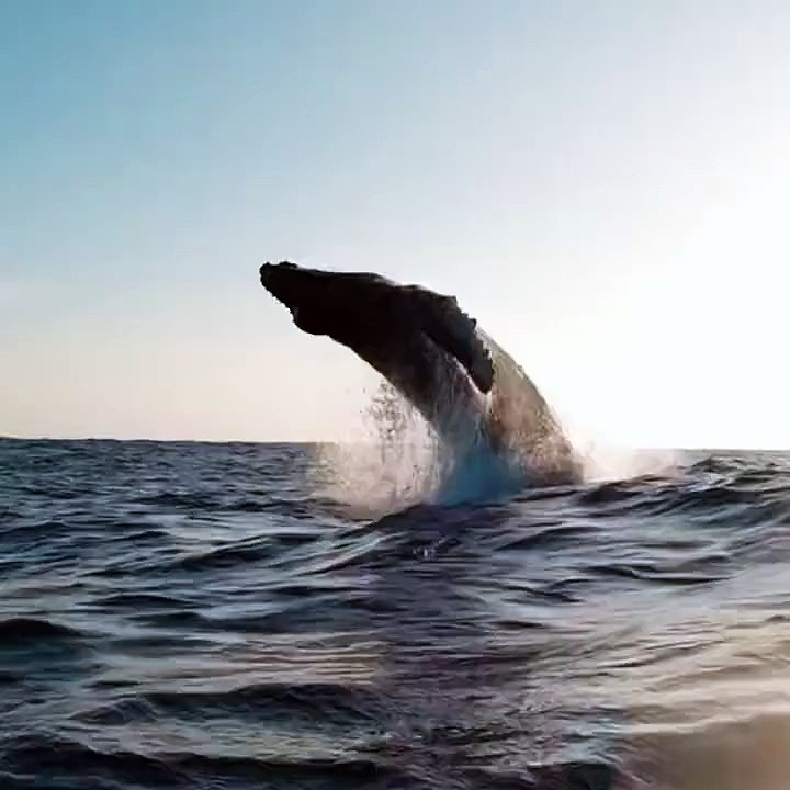Ce baleineau réalise un incroyable saut !