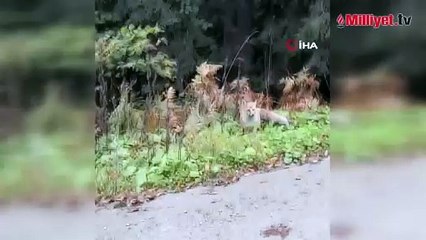 Artvin'de dağ evinde elleriyle beslediği tilkiyi yolda görünce aracını durdurup eve davet etti