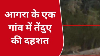 आगरा: तेंदुए ने मासूम पर बोला हमला, बच्चा घायल दहशत में ग्रामीण