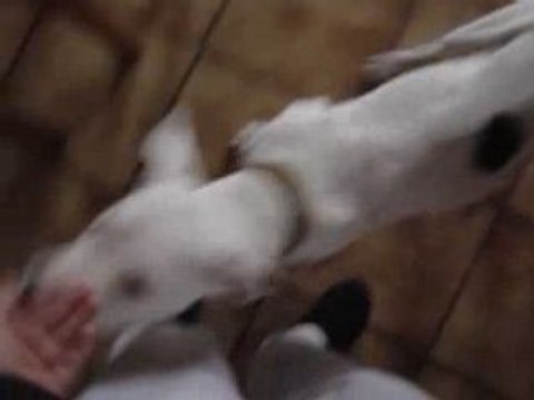 Billig découvre qu'elle a une queue !!