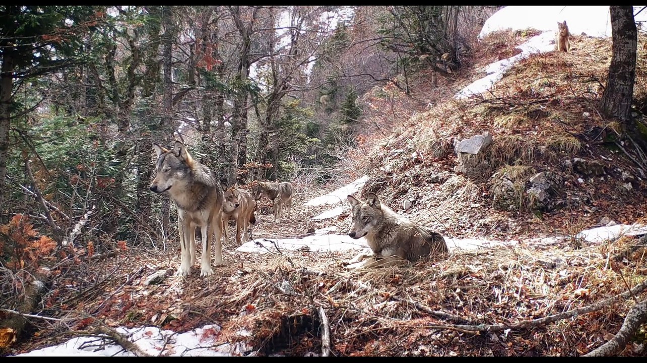 VIVRE AVEC LES LOUPS Film