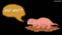 Naked Mole Rats Dig Carbon Dioxide