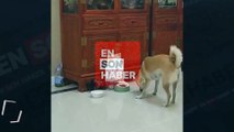 Köpeğin yemeğini çalan kedi