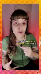 Leão de circo foge em cidade italiana