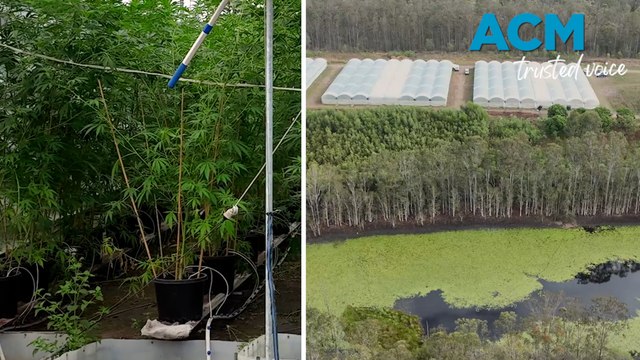 Operation Victor Economy: seizes $60 mill of drugs in farm raids