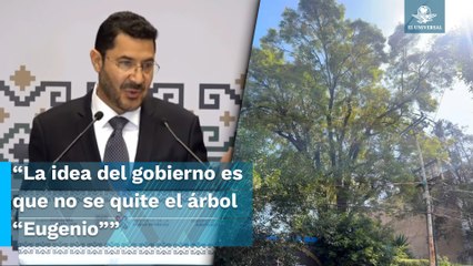 Martí Batres respalda mantener a “Eugenio”, árbol de 150 años, ante proyecto inmobiliario