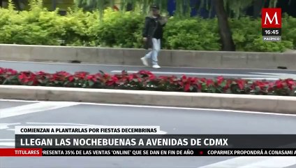 Comienza a plantar nochebuenas en avenidas de la Ciudad de México