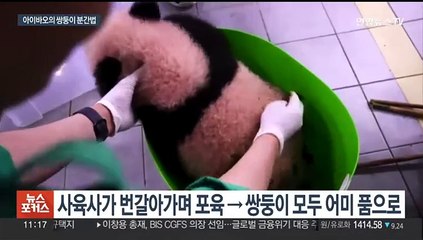 쌍둥이 판다들, 엄마가 어떻게 구분할까?…일반공개는 내년 초쯤