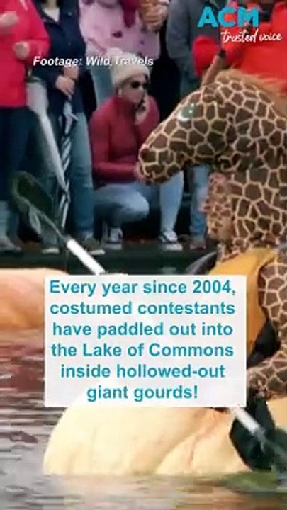 Racing in a giant gourd for the annual Giant Pumpkin Regatta