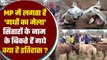 Chitrakoot Donkey Fair: यहां Bollywood Stars के नाम के बिकते हैं गधे, क्या है इतिहास?|वनइंडिया हिंदी