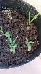 I've got Cambodian lemongrass to grow in my garden