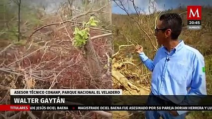 Parque Nacional El Veladero, afectado por paso de 'Otis' | Milenio Hábitat