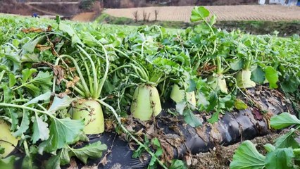 "김장 걱정 안 해도 되겠네"...이젠 농민이 울상 [앵커리포트] / YTN