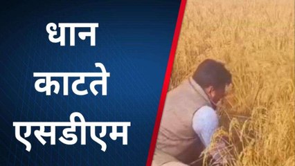 महराजगंज: धान की कटाई करने हाथों में हंसिया लेकर खेतों में उतरे एसडीएम