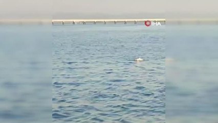 Denizin ortasında ölümü bekleyen martıyı balıkçılar kurtardı