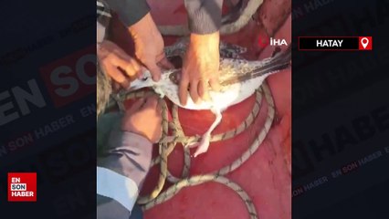 Denizin ortasında ölümü bekleyen martıyı balıkçılar kurtardı