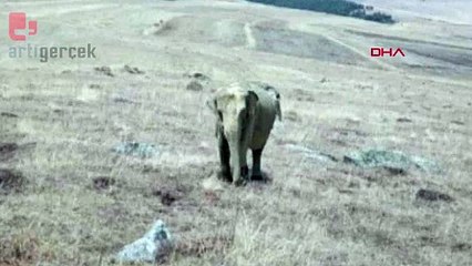 Ardahan'da jandarma arazide fil arıyor