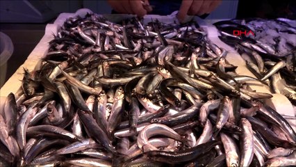 Hamside 'aşırı avcılık' ile yok olma tehlikesi