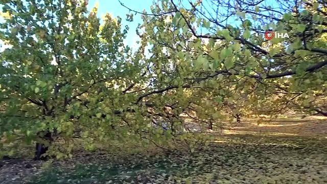 Levent Vadisi sonbaharda göz kamaştırıyor